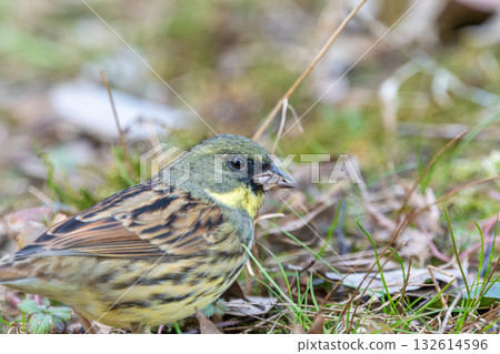 一隻雄性日本鹀正在啄食地面上的食物 一隻雄性日本鹀正在啄食地面上的食物 132614596