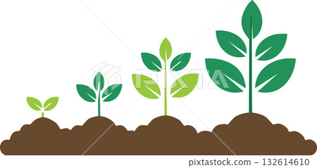 Young sprouts growing into healthy plants showing natural progress and life cycle from seedling to maturity symbolizing growth Young sprouts growing into healthy plants showing natural progress and life cycle from seedling to maturity symbolizing growth 132614610