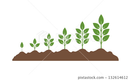 Green seedlings rise from soil gradually developing leaves and height reflecting organic growth Green seedlings rise from soil gradually developing leaves and height reflecting organic growth 132614612