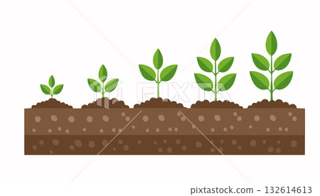 Fresh young plants slowly expand into strong green foliage symbolizing nature progress Fresh young plants slowly expand into strong green foliage symbolizing nature progress 132614613