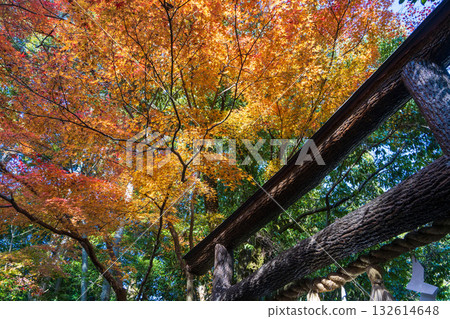 Black torii gate and autumn leaves at Nonomiya Shrine in Arashiyama 132614648