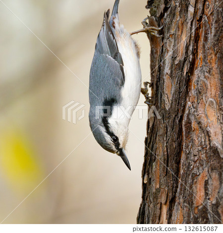 eurasian nuthatch eurasian nuthatch 132615087