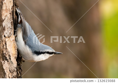 eurasian nuthatch eurasian nuthatch 132615088
