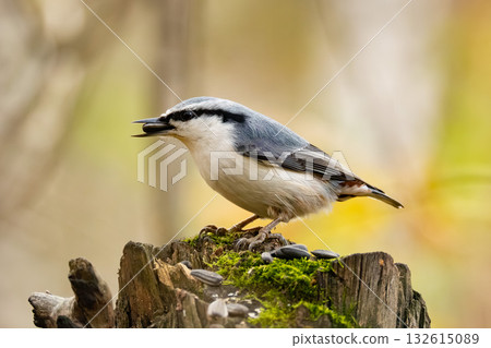 eurasian nuthatch eurasian nuthatch 132615089