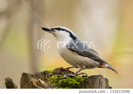 eurasian nuthatch eurasian nuthatch 132615090