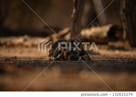 African wild dog lies sleeping near logs African wild dog lies sleeping near logs 132615274