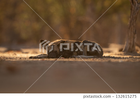 African wild dog lies sleeping near trees African wild dog lies sleeping near trees 132615275