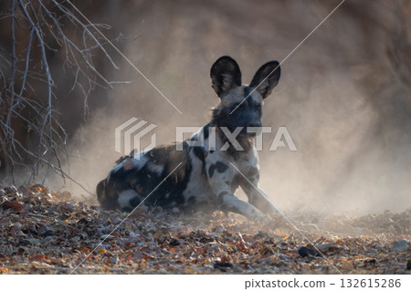 African wild dog sits in dust cloud African wild dog sits in dust cloud 132615286