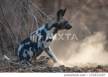 African wild dog sits on dry leaves 132615287