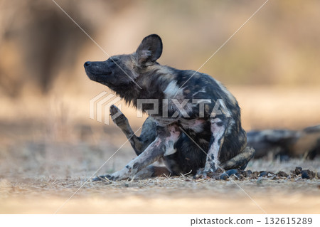 African wild dog sits scratching its neck 132615289