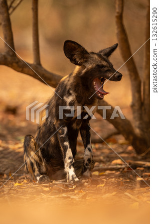 African wild dog sits yawning in bushes African wild dog sits yawning in bushes 132615290