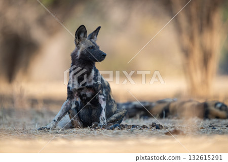 African wild dog sitting turning head right African wild dog sitting turning head right 132615291