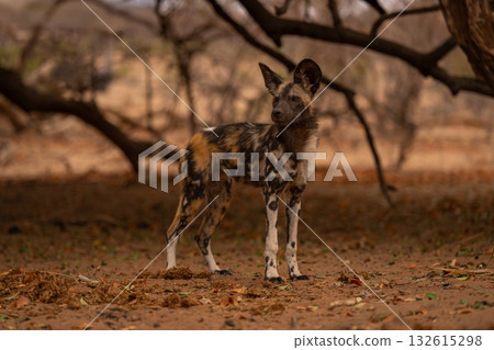 African wild dog stands beneath low branches 132615298
