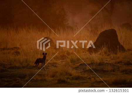 African wild dog stands near termite mound African wild dog stands near termite mound 132615301