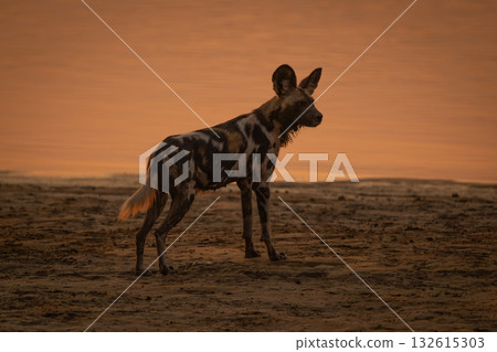African wild dog stands on sandy beach 132615303