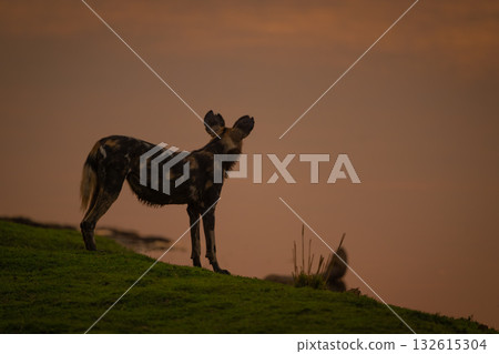 African wild dog stands silhouetted on riverbank 132615304