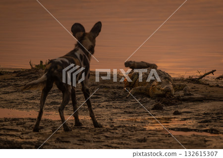 African wild dog stands watching Nile crocodile African wild dog stands watching Nile crocodile 132615307
