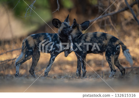 African wild dogs bites neck of another African wild dogs bites neck of another 132615316
