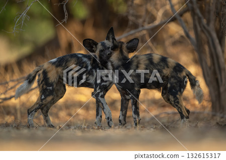 African wild dogs biting another on neck 132615317