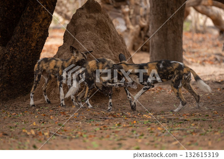 African wild dogs play by termite mound African wild dogs play by termite mound 132615319