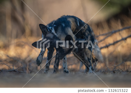 African wild dogs stand biting each other African wild dogs stand biting each other 132615322