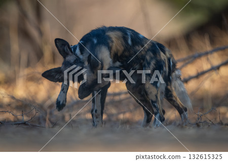 African wild dogs stand wrestling each other African wild dogs stand wrestling each other 132615325