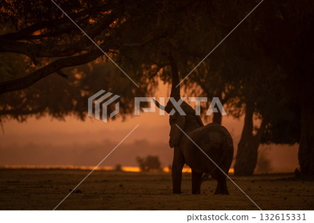Backlit African elephant stands browsing at sunset Backlit African elephant stands browsing at sunset 132615331