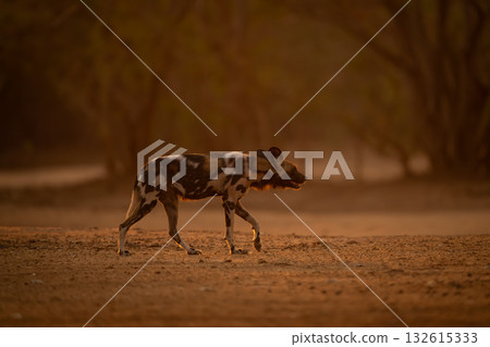 Backlit African wild dog crosses sandy ground 132615333