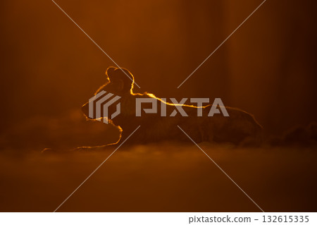 Backlit African wild dog lies facing left Backlit African wild dog lies facing left 132615335