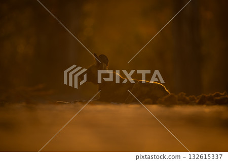 Backlit African wild dog lying in clearing 132615337