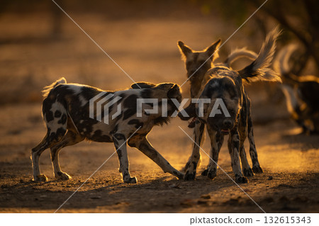 Backlit African wild dogs stand play fighting 132615343