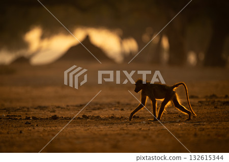 Backlit chacma baboon crosses clearing near mound Backlit chacma baboon crosses clearing near mound 132615344