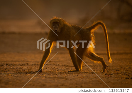 Backlit chacma baboon running across dry ground Backlit chacma baboon running across dry ground 132615347