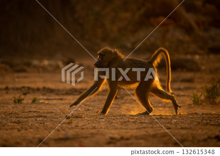 Backlit chacma baboon running across dry pan Backlit chacma baboon running across dry pan 132615348
