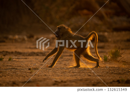 Backlit chacma baboon runs across dry ground 132615349