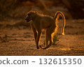 Backlit chacma baboon runs across dry pan 132615350
