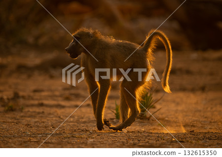 Backlit chacma baboon runs across dry pan 132615350