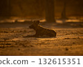 Backlit collared African wild dog lying down 132615351