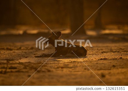 Backlit collared African wild dog lying down 132615351