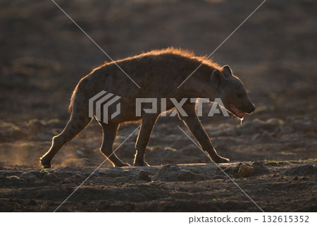 Backlit spotted hyena crosses pan dribbling spittle 132615352
