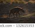 Backlit spotted hyena crosses pan lifting foot 132615353