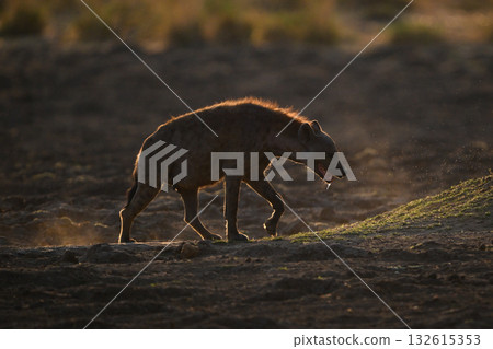 Backlit spotted hyena crosses pan lifting foot 132615353