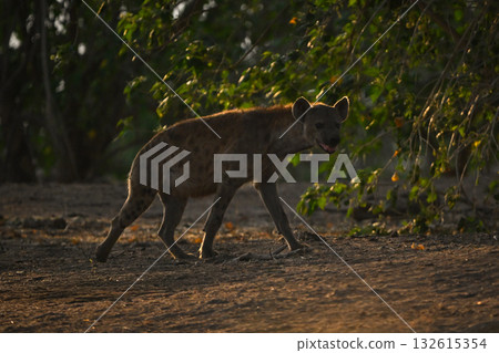 Backlit spotted hyena passes trees turning head Backlit spotted hyena passes trees turning head 132615354