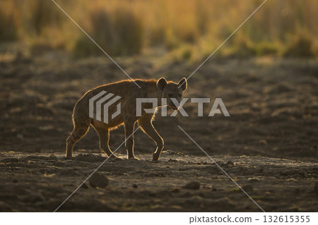Backlit spotted hyena walks across dry pan 132615355