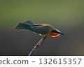 Backlit white-fronted bee-eater crouches on diagonal branch 132615357