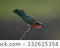 Backlit white-fronted bee-eater crouching on diagonal branch 132615358