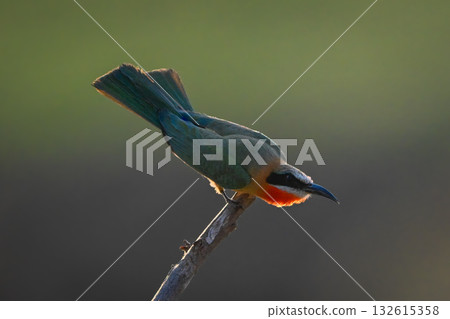 Backlit white-fronted bee-eater crouching on diagonal branch 132615358