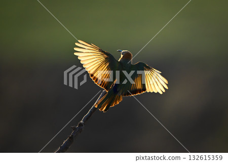 Backlit white-fronted bee-eater lands on diagonal branch 132615359