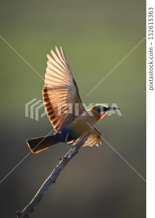 Backlit white-fronted bee-eater taking off from branch 132615363