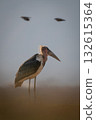 Birds fly behind marabou stork on grass 132615364